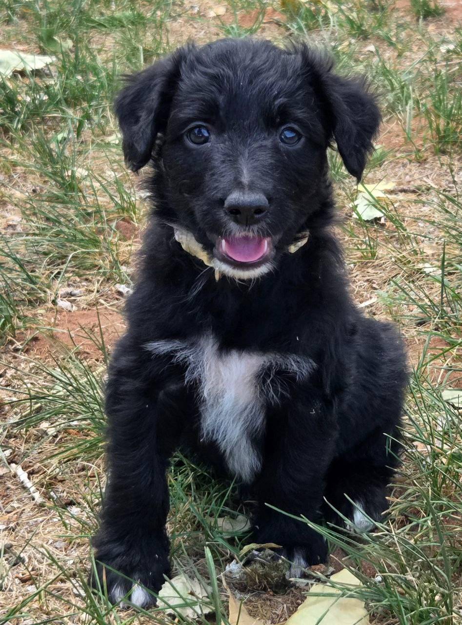 Skidd, a male Bordoodle for sale in Provo, UT – Photo 3 of 8