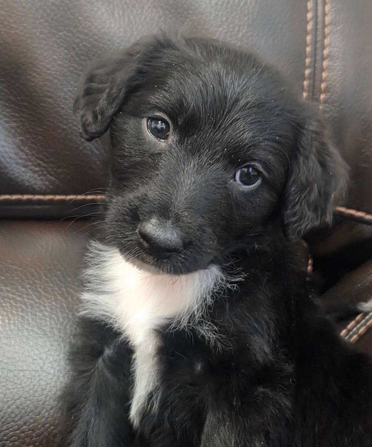 Skye, a female Bordoodle for sale in Provo, UT – Photo 4 of 8