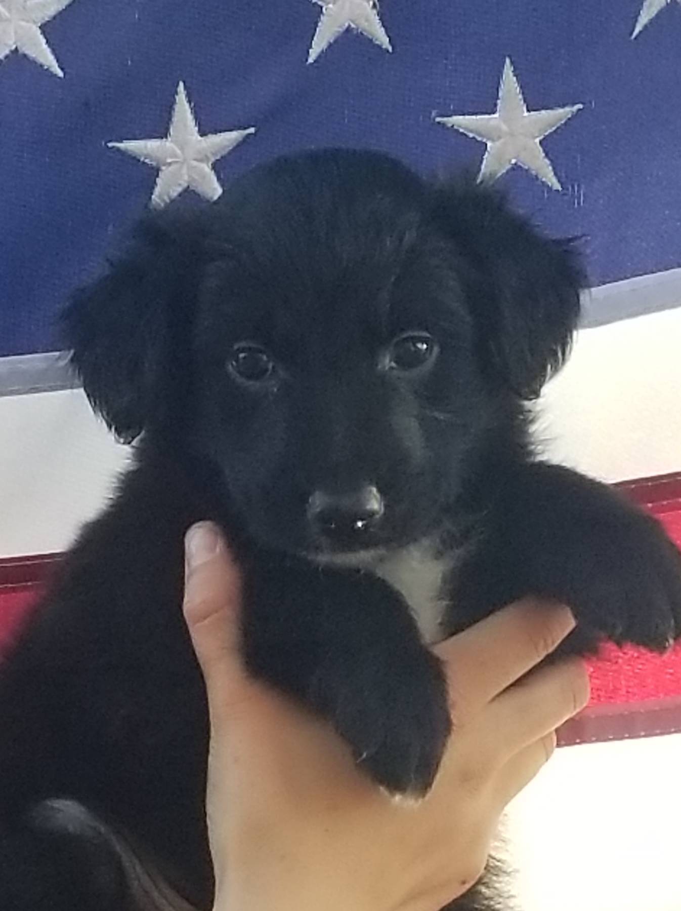 Skye, a female Bordoodle for sale in Provo, UT – Photo 5 of 8