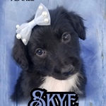 Skye, a female Bordoodle for sale in Provo, UT – Photo 1 of 8