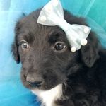 Skye, a female Bordoodle for sale in Provo, UT – Photo 3 of 8