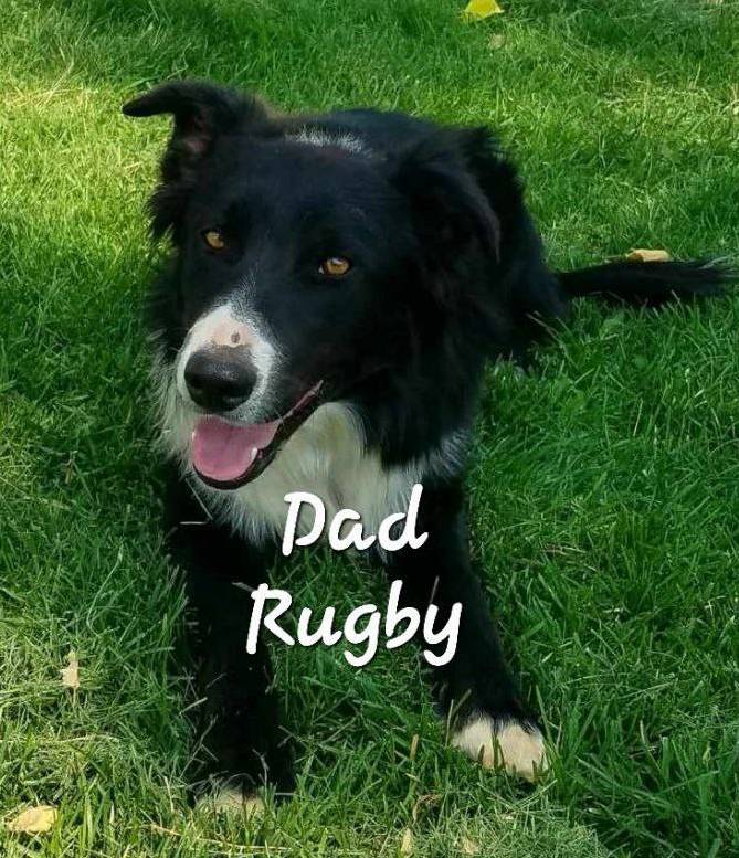 Skye, a female Bordoodle for sale in Provo, UT – Photo 7 of 8