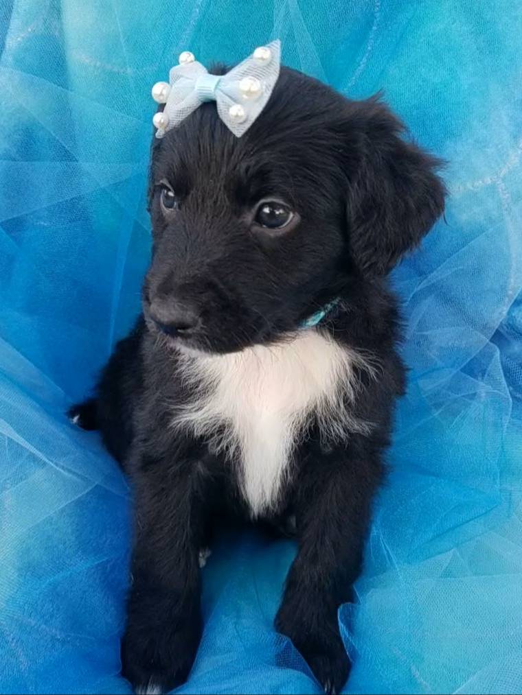 Skye, a female Bordoodle for sale in Provo, UT – Photo 6 of 8