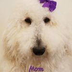 Skye, a female Bordoodle for sale in Provo, UT – Photo 8 of 8