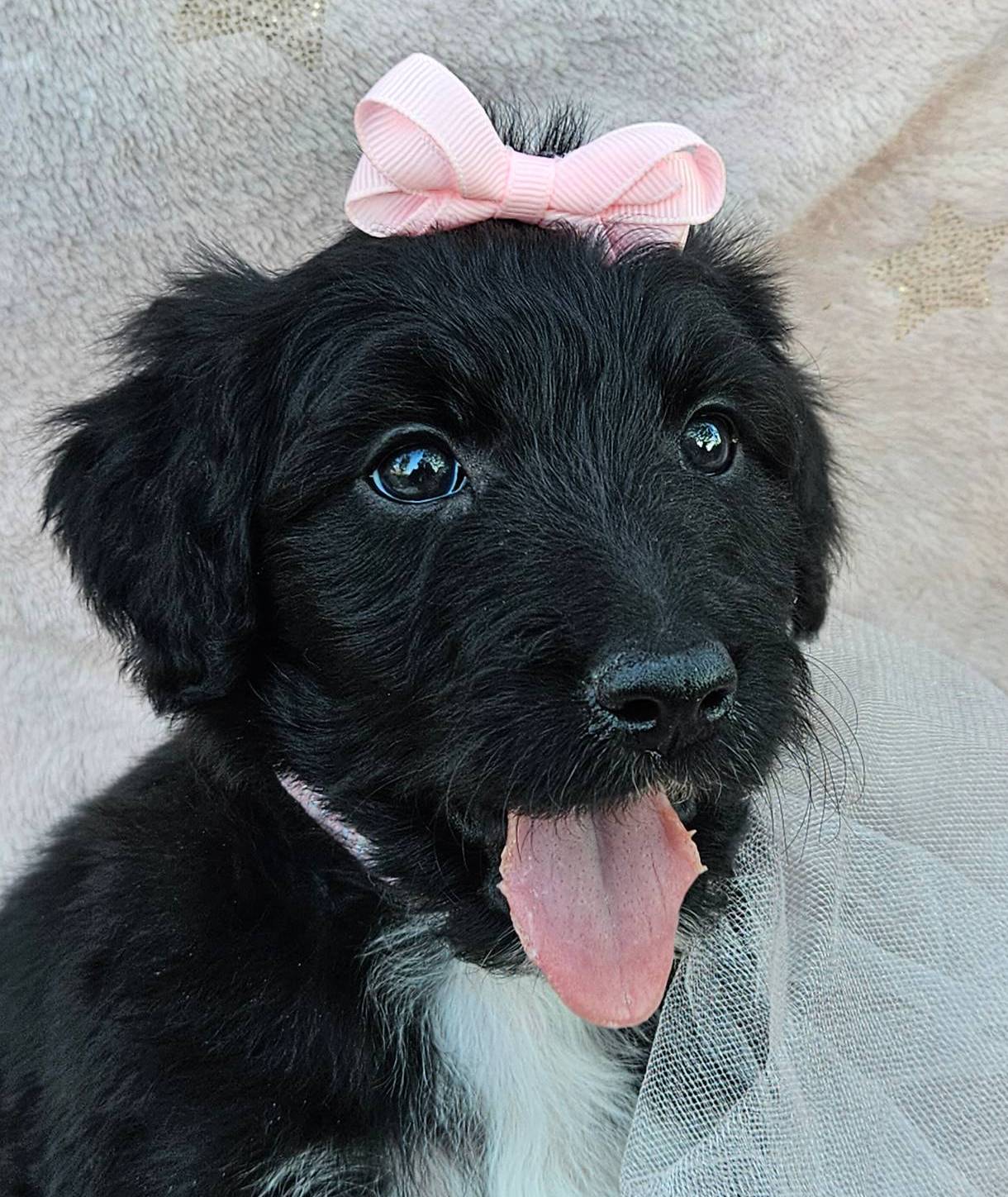 Westlyn, a female Bordoodle for sale in Provo, UT – Photo 3 of 8