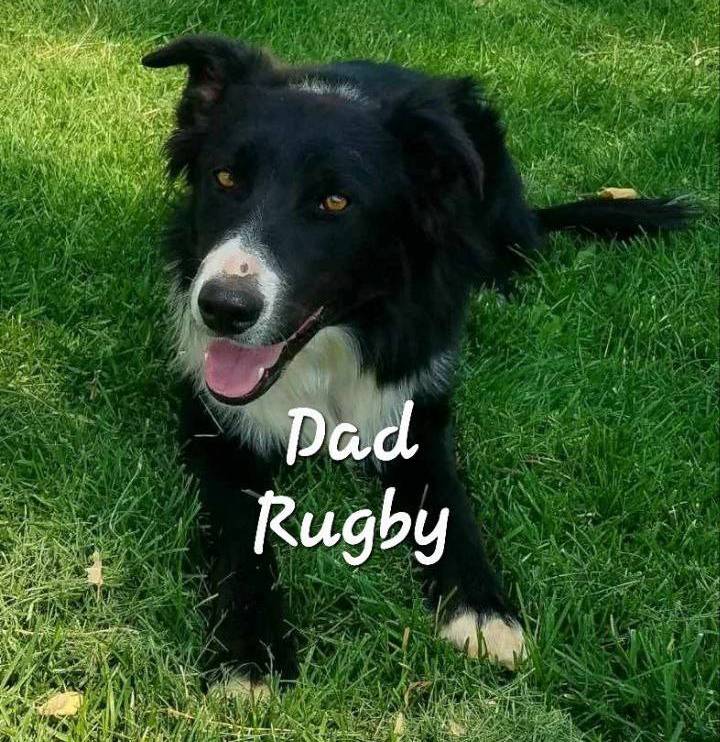 Westlyn, a female Bordoodle for sale in Provo, UT – Photo 8 of 8