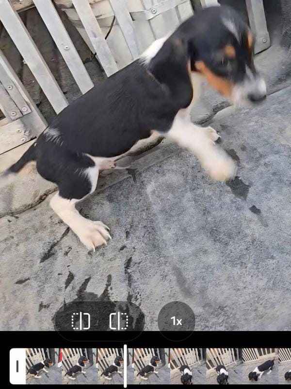 Registered standard male #1