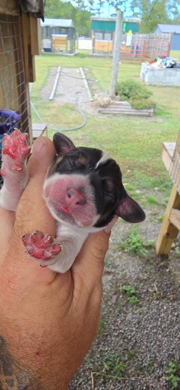 Ch. Bloodline pocket female #4