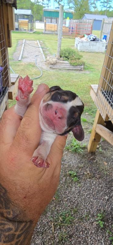 Ch. Bloodline pocket female #1