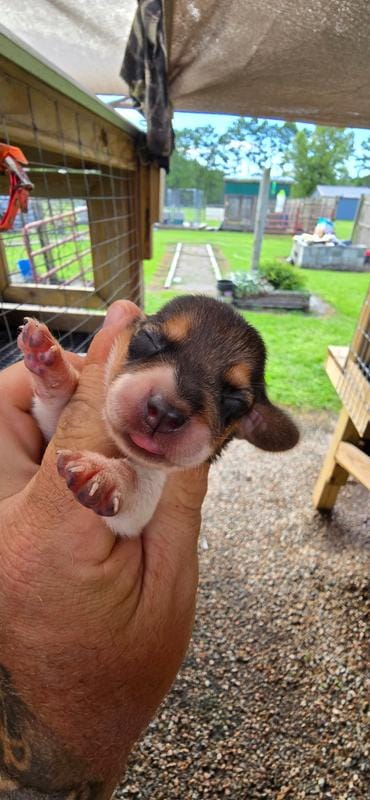 Ch. Bloodline pocket Female #3