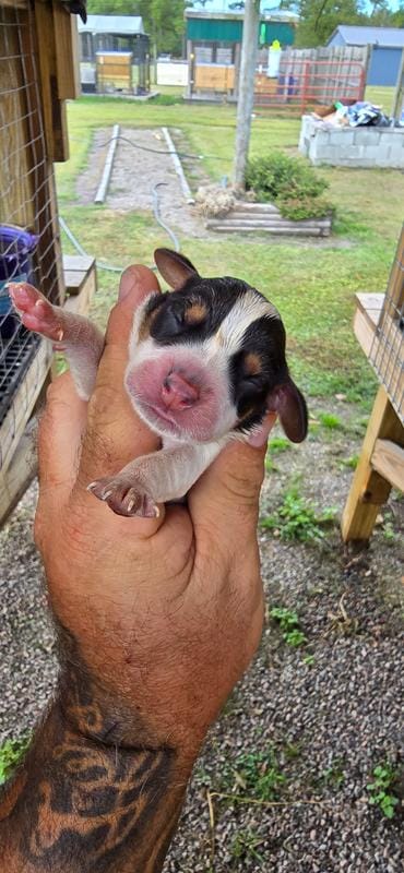 Ch. Bloodline pocket female #2