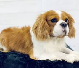 Akc Cavaliers, a  Cavalier King Charles Spaniel for sale in Elizabethtown, KY – Photo 3 of 6
