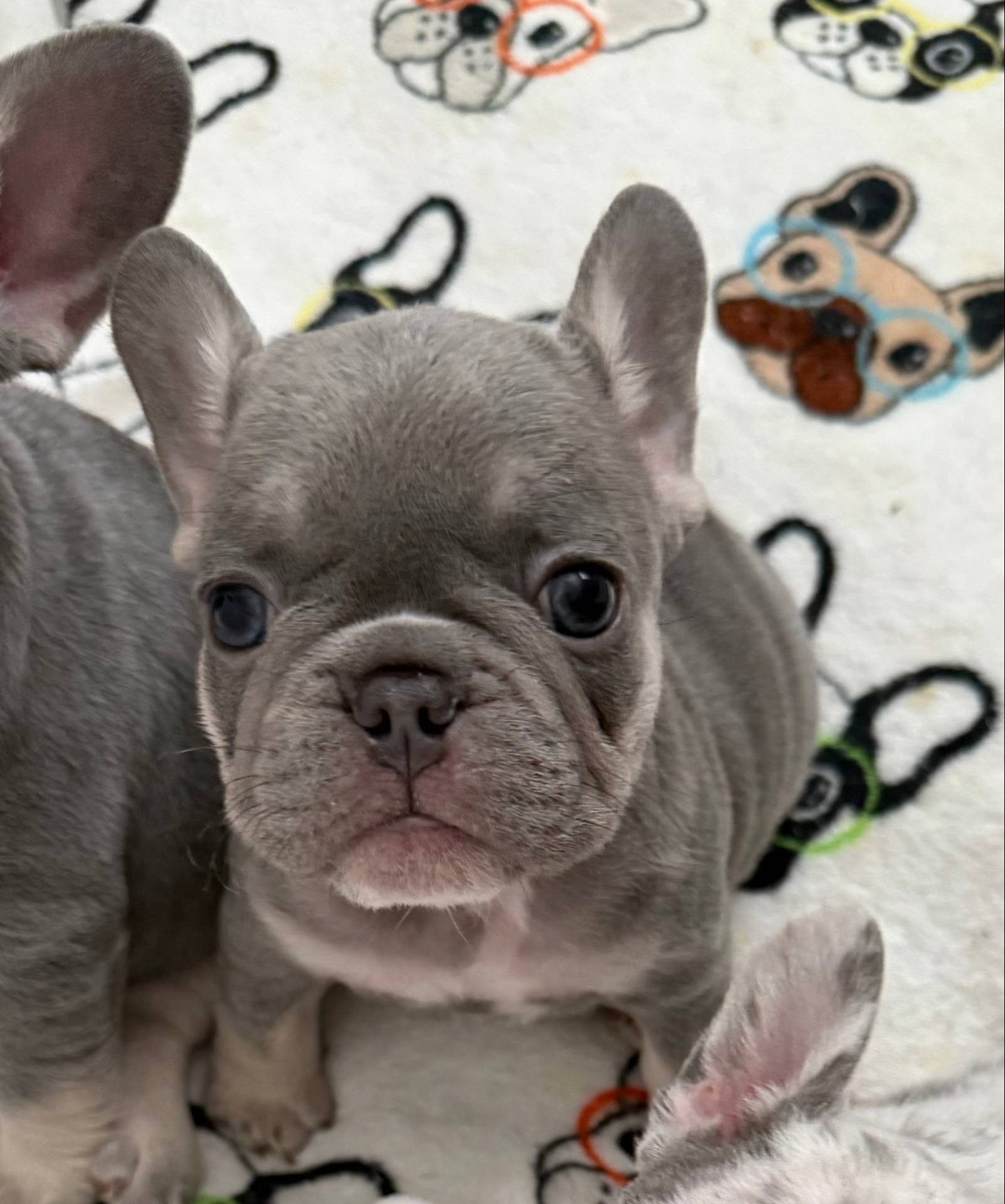 Gucci, a male French Bulldog for sale in Tampa, FL – Photo 5 of 6