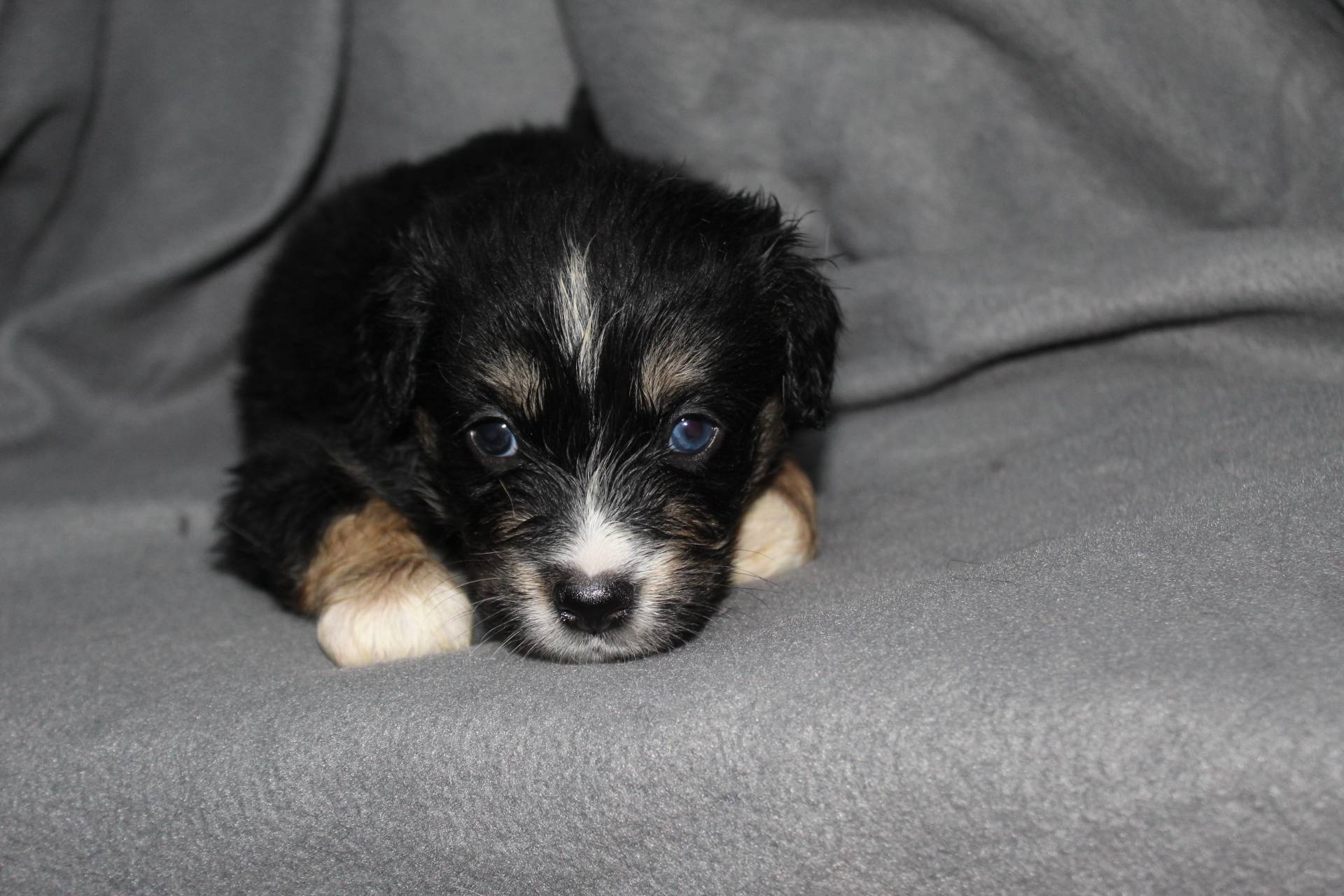 Spike, a male Aussalier for sale in Decatur, IL – Photo 7 of 7