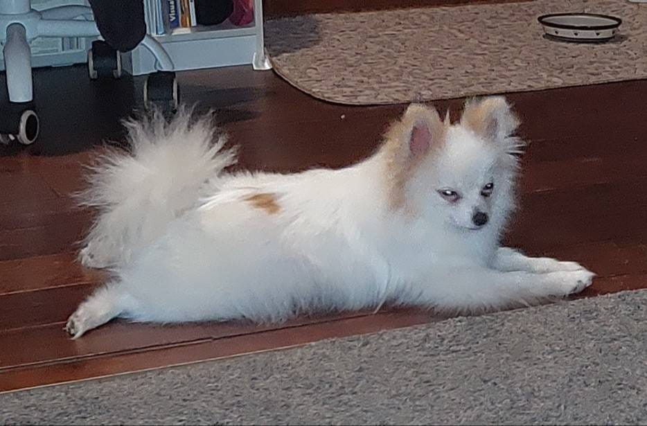 Ewok (Tiny Pom), a female Pomeranian for sale in Lyons, NE – Photo 6 of 10