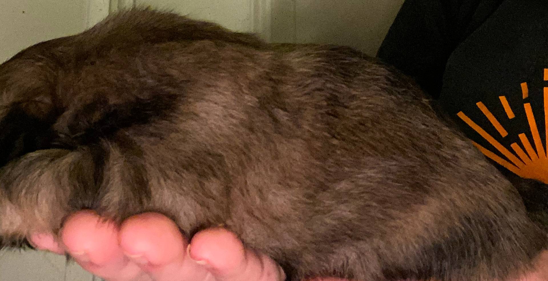 Sophie, a female Shih Tzu for sale in Lavaca, AR – Photo 4 of 6