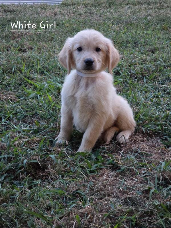 White – Golden Retriever puppy for sale in Vincennes, IN