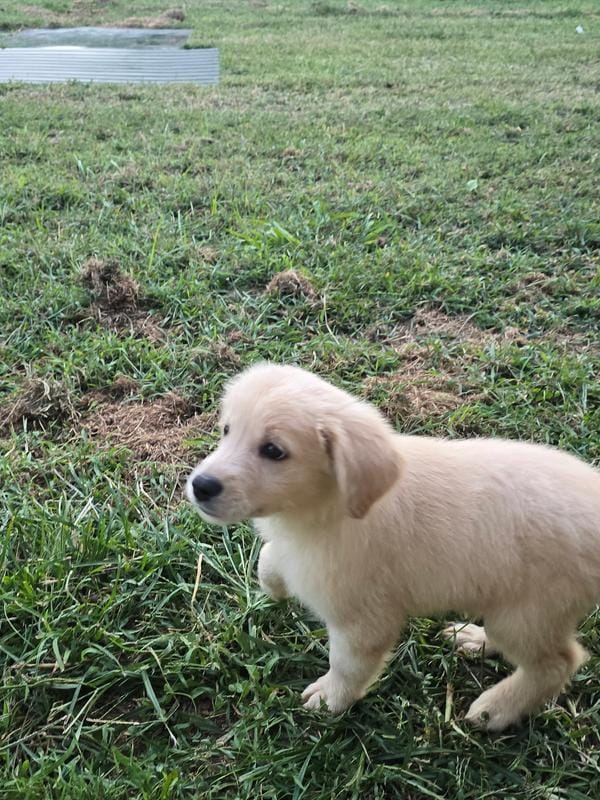 Blue – Golden Retriever puppy for sale in Vincennes, IN