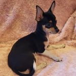 Sparky, a male Chihuahua for sale in Loxley, AL – Photo 3 of 3