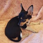 Sparky, a male Chihuahua for sale in Loxley, AL – Photo 2 of 3