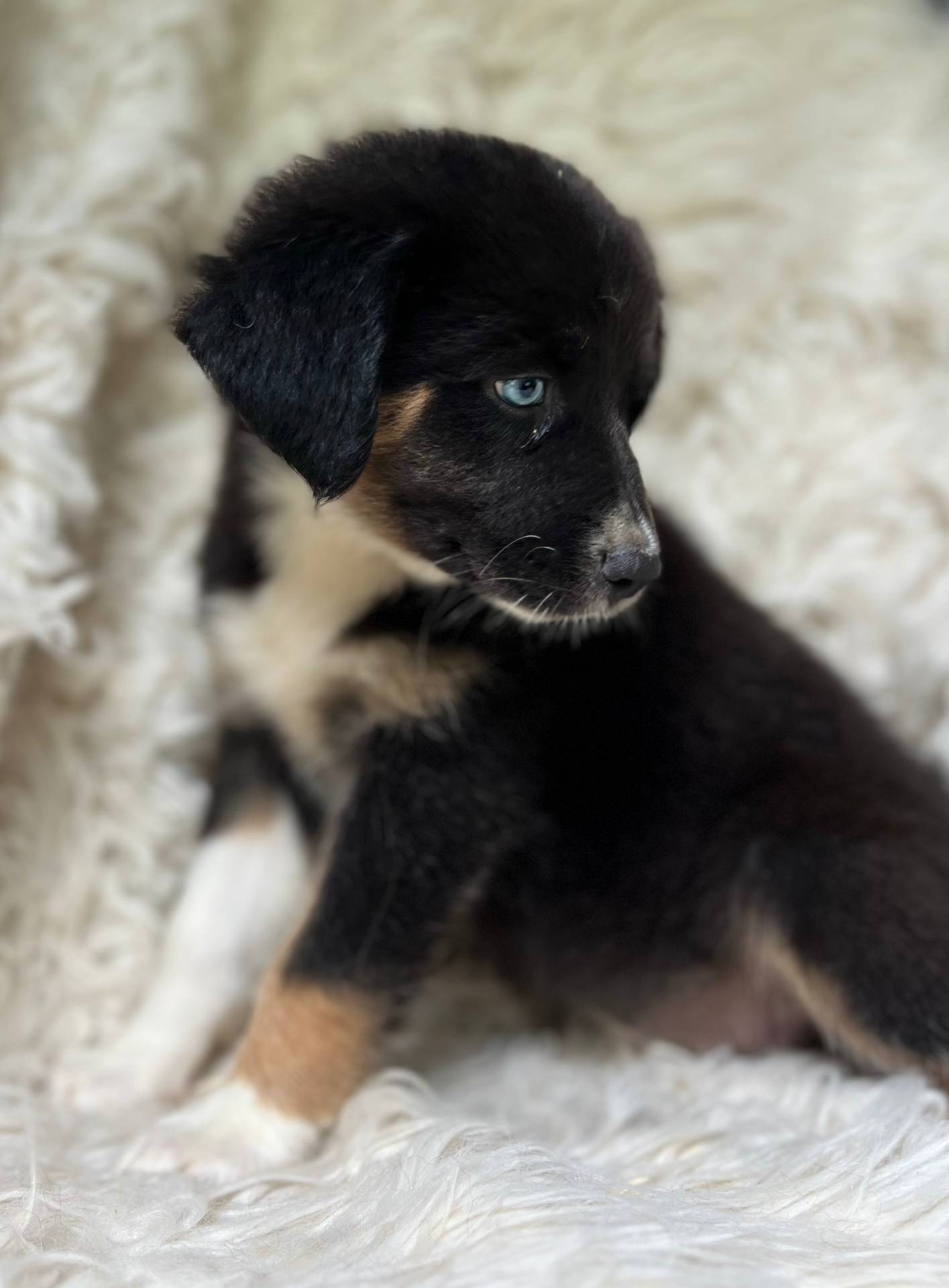 Raspberry Lemonade, a female Australian Shepherd for sale in Wayne, WV – Photo 4 of 9