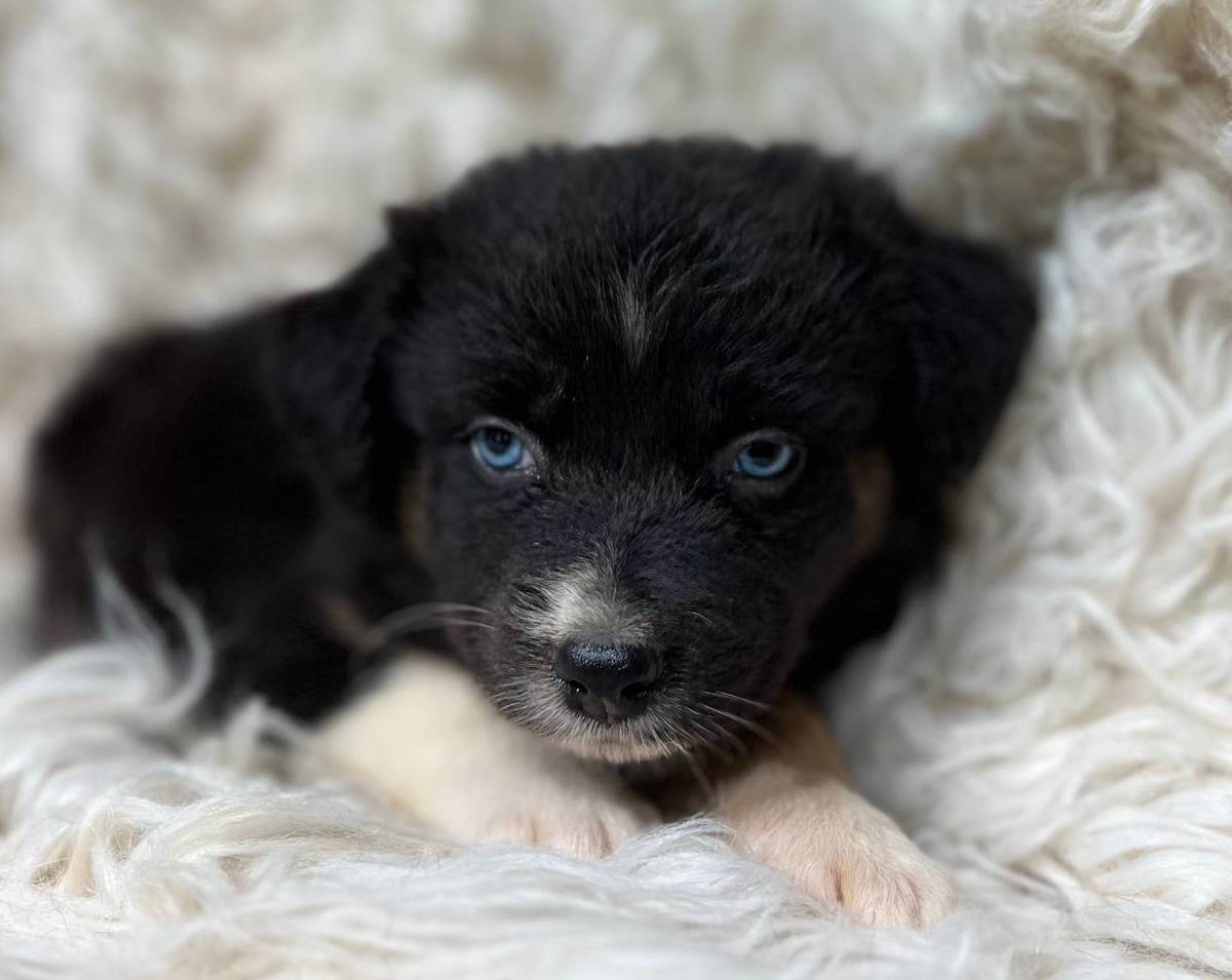 Raspberry Lemonade, a female Australian Shepherd for sale in Wayne, WV – Photo 2 of 9