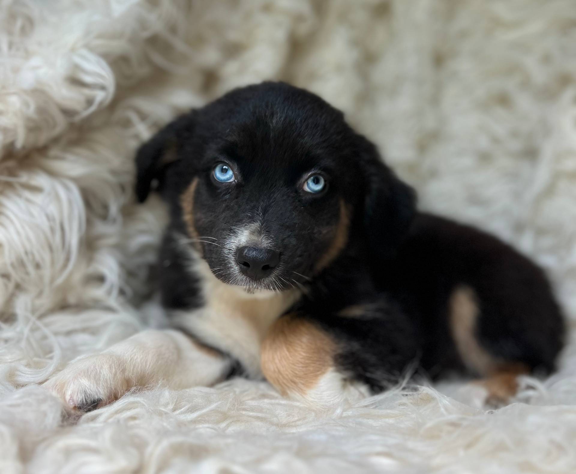 Raspberry Lemonade, a female Australian Shepherd for sale in Wayne, WV – Photo 9 of 9