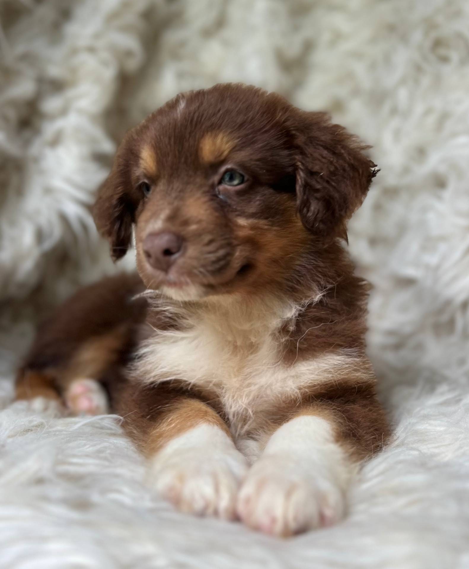 Kiwi Lemonade, a female Australian Shepherd for sale in Wayne, WV – Photo 8 of 8