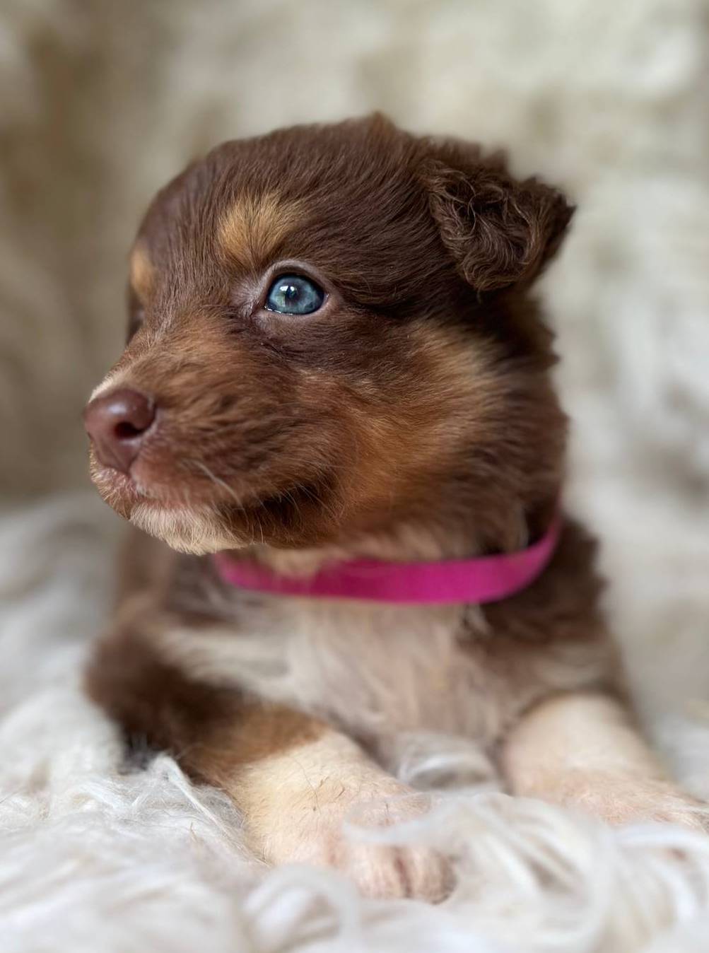 Kiwi Lemonade, a female Australian Shepherd for sale in Wayne, WV – Photo 2 of 8