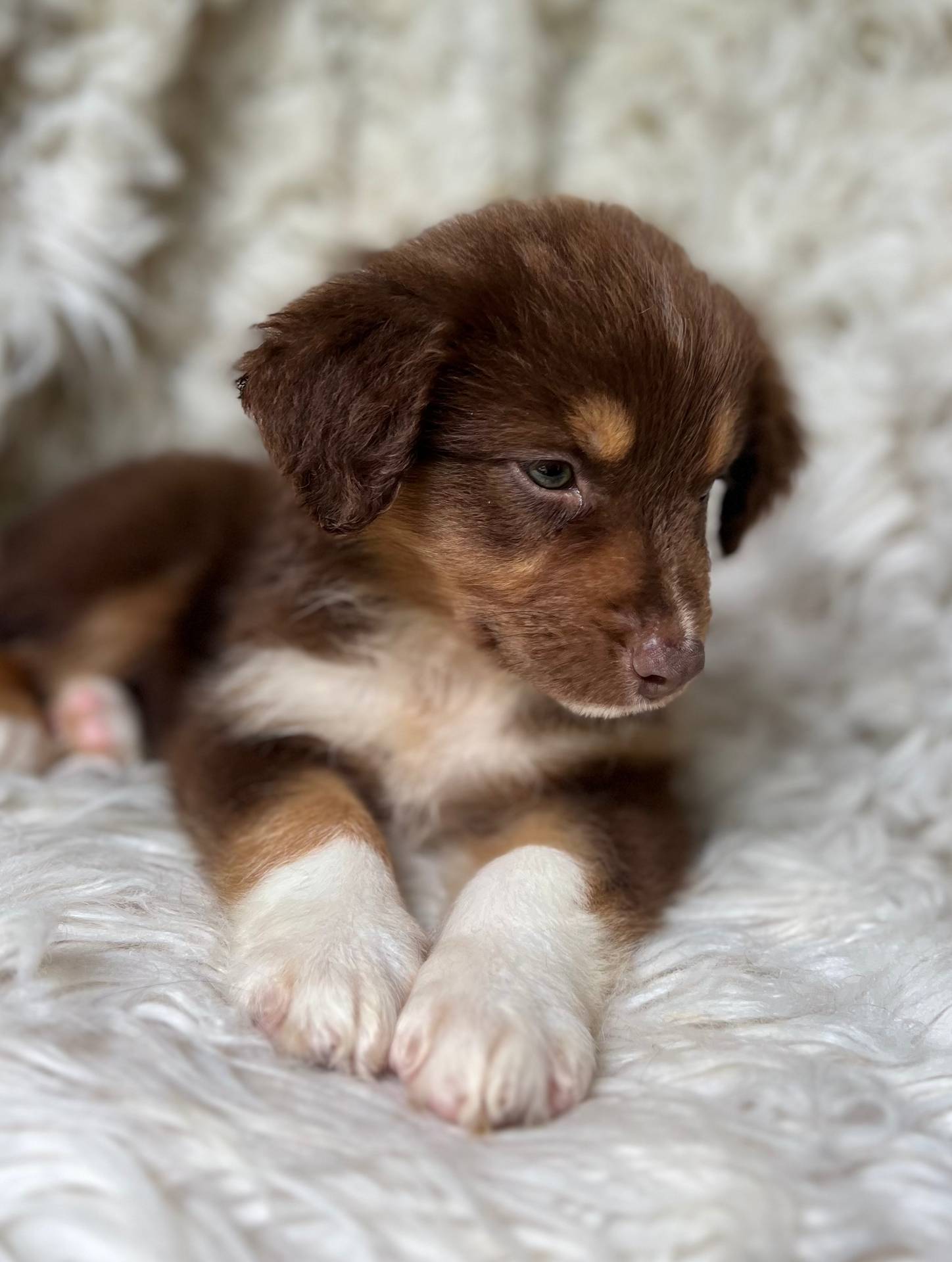 Kiwi Lemonade, a female Australian Shepherd for sale in Wayne, WV – Photo 7 of 8