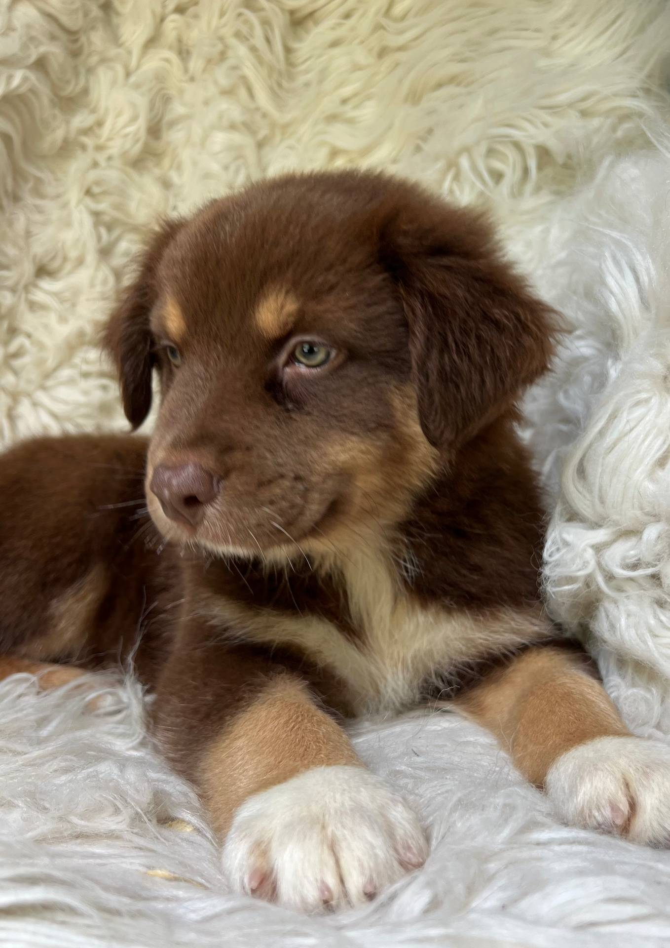 Watermelon Lemonade, a male Australian Shepherd for sale in Wayne, WV – Photo 10 of 10
