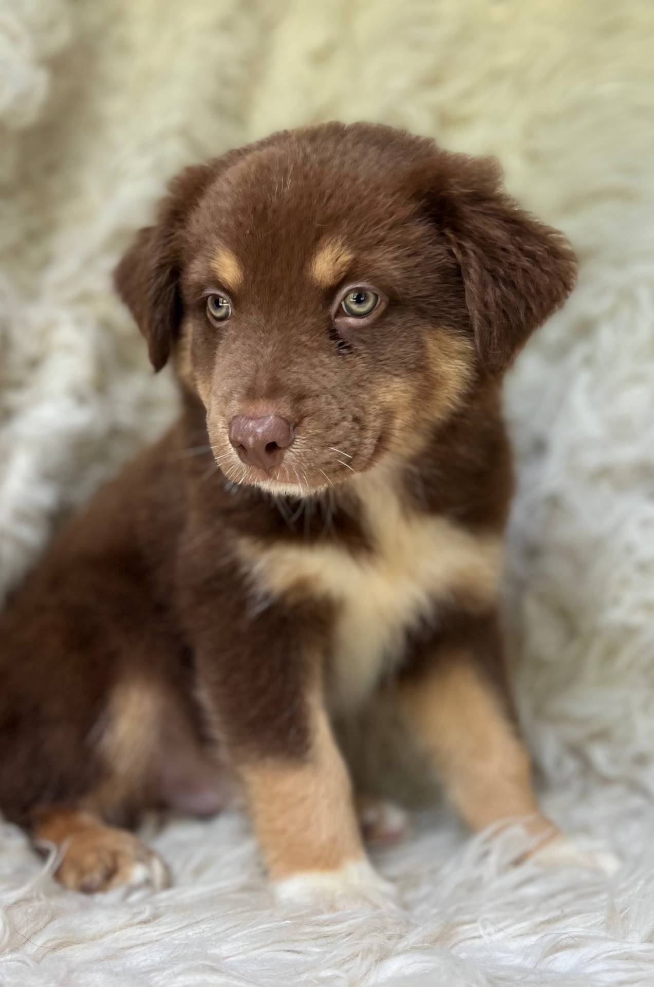 Watermelon Lemonade, a male Australian Shepherd for sale in Wayne, WV – Photo 9 of 10