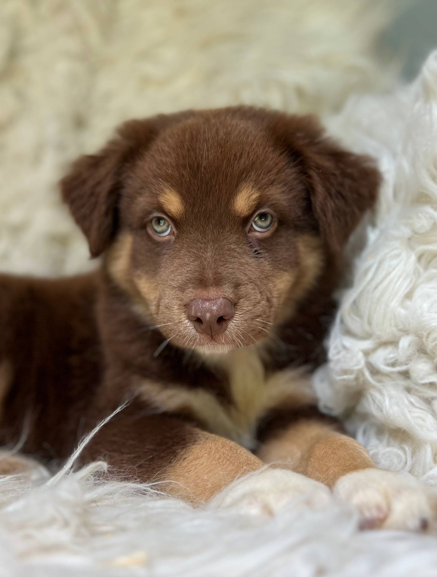 Watermelon Lemonade, a male Australian Shepherd for sale in Wayne, WV – Photo 8 of 10