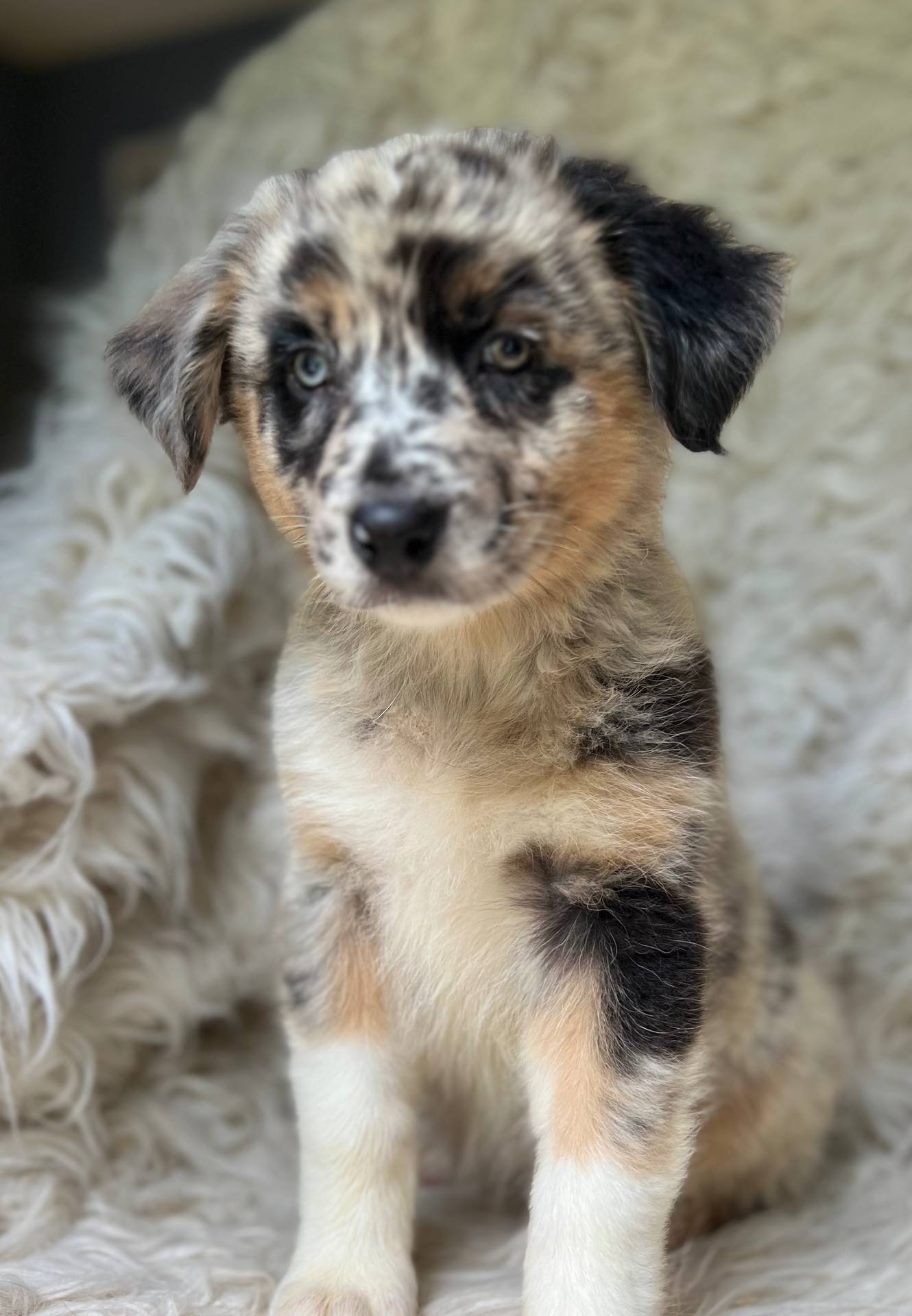 Blackberry Lemonade, a female Australian Shepherd for sale in Wayne, WV – Photo 10 of 10