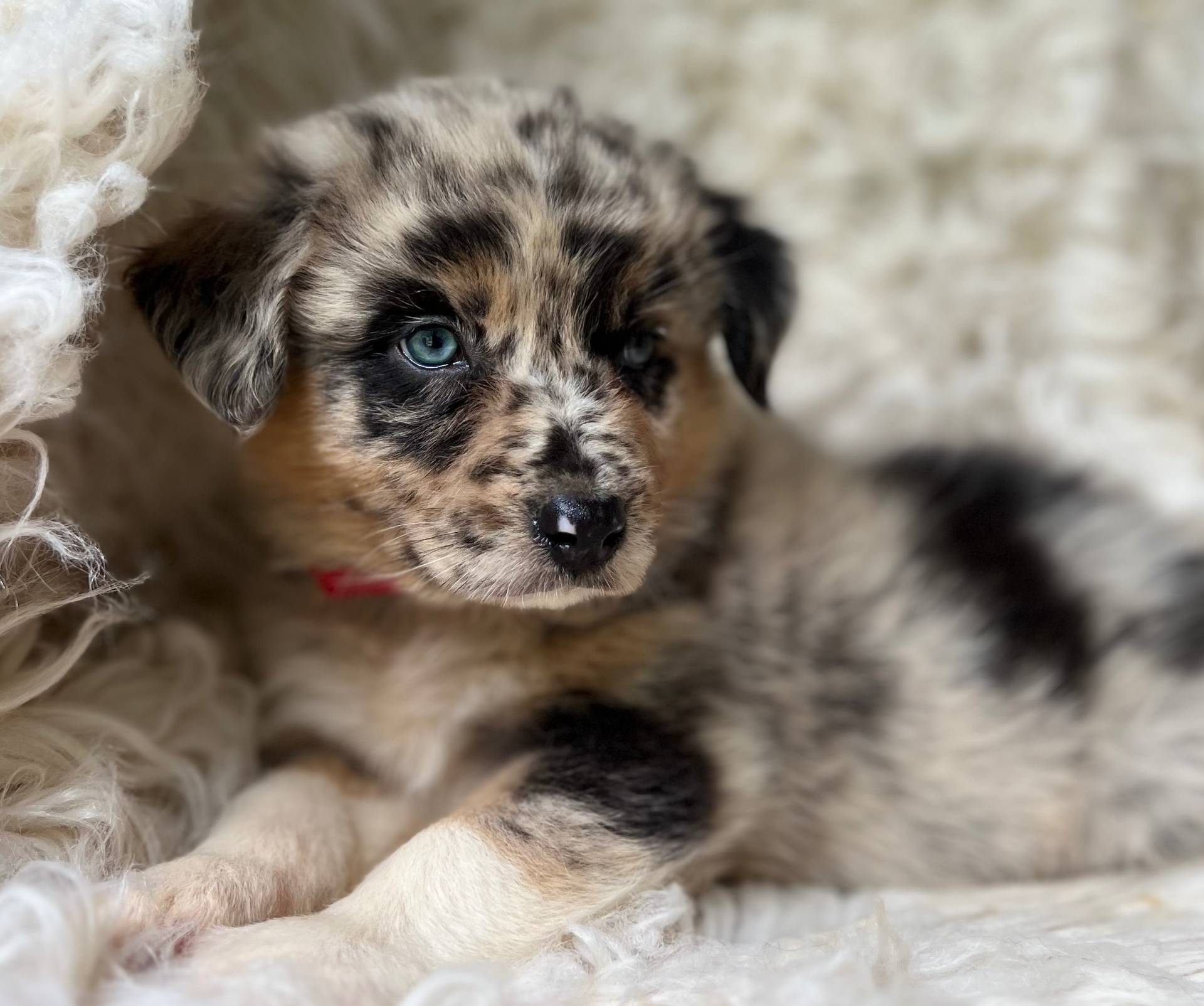 Blackberry Lemonade, a female Australian Shepherd for sale in Wayne, WV – Photo 2 of 10