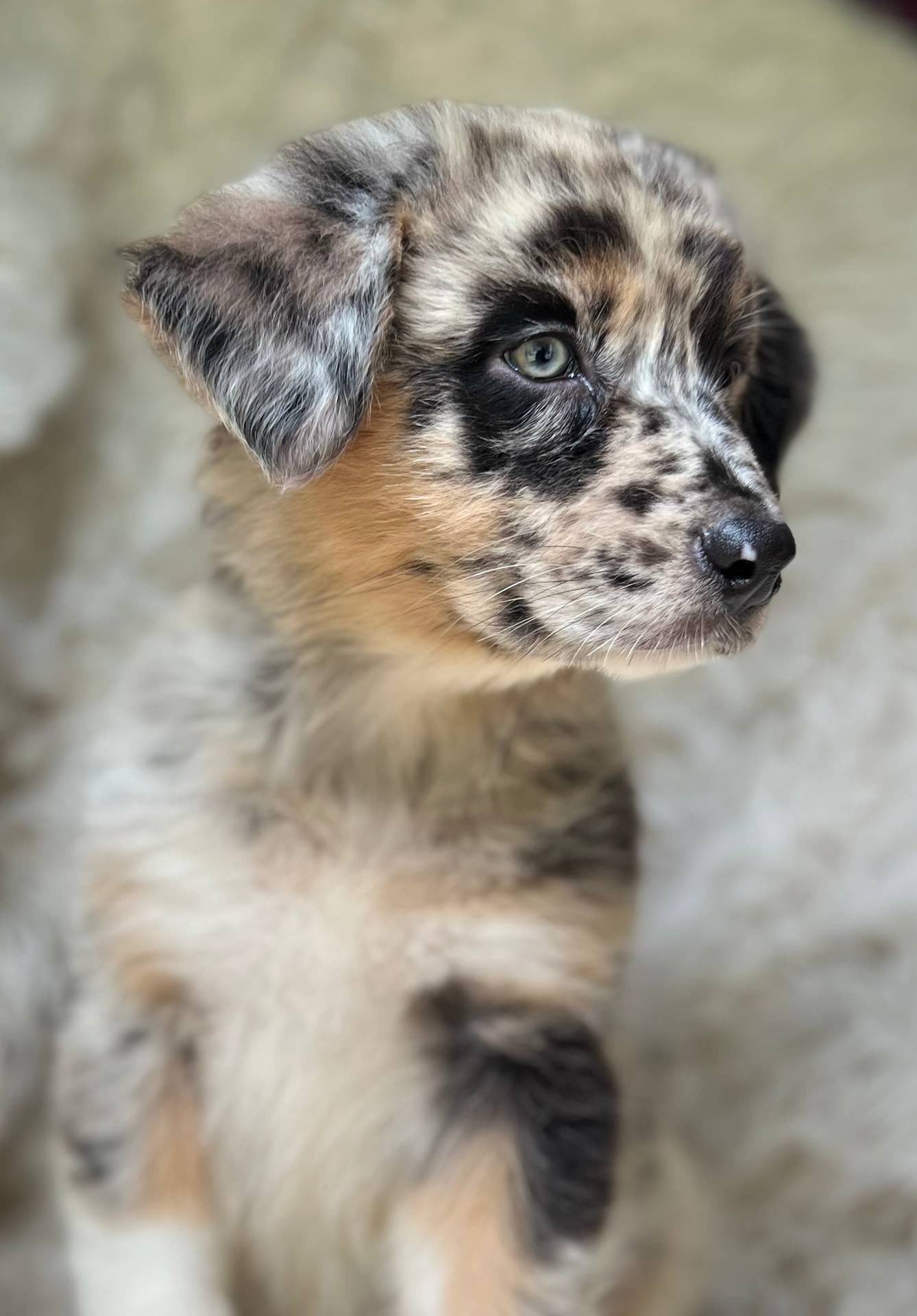 Blackberry Lemonade, a female Australian Shepherd for sale in Wayne, WV – Photo 4 of 10