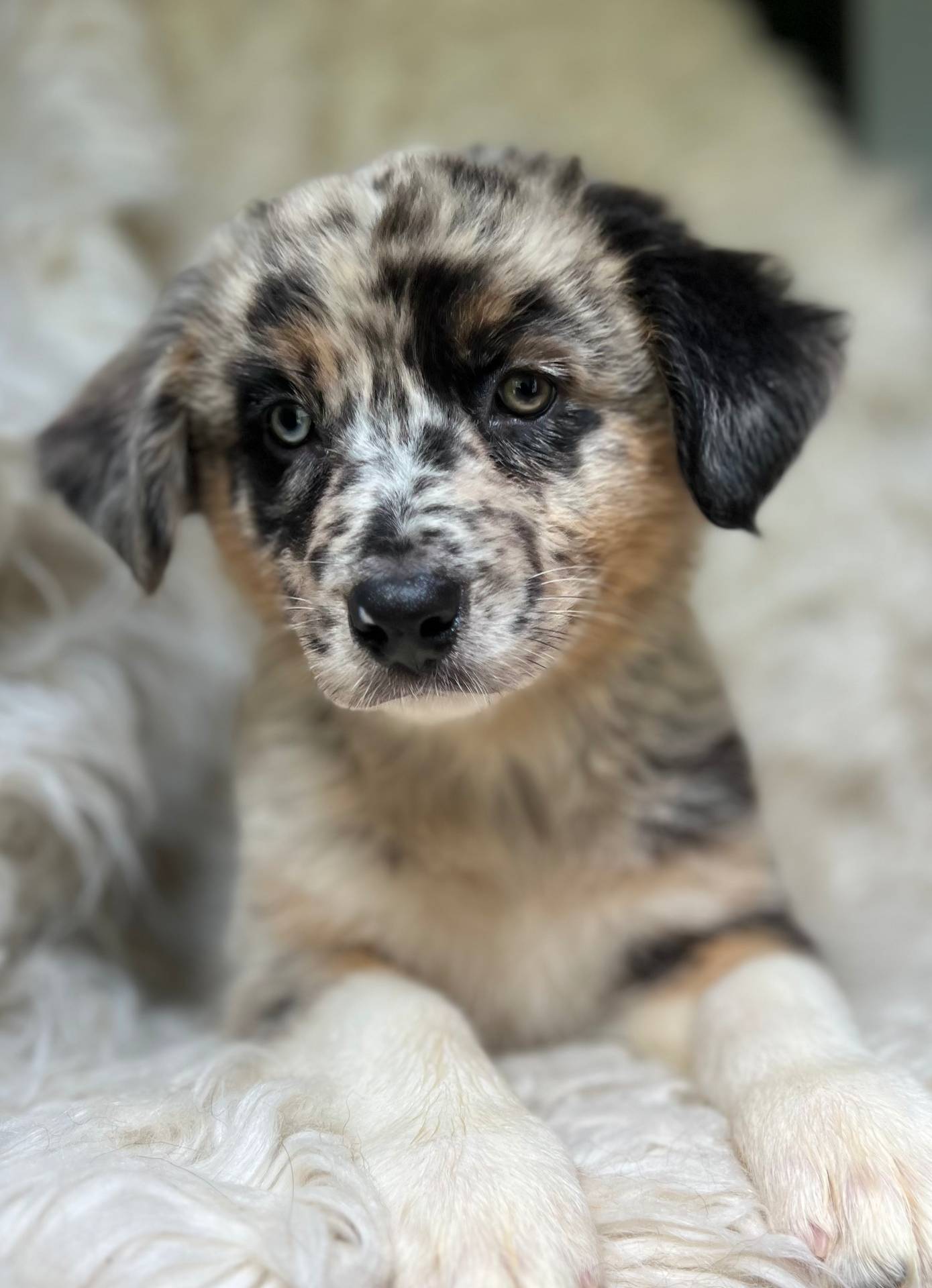Blackberry Lemonade, a female Australian Shepherd for sale in Wayne, WV – Photo 7 of 10