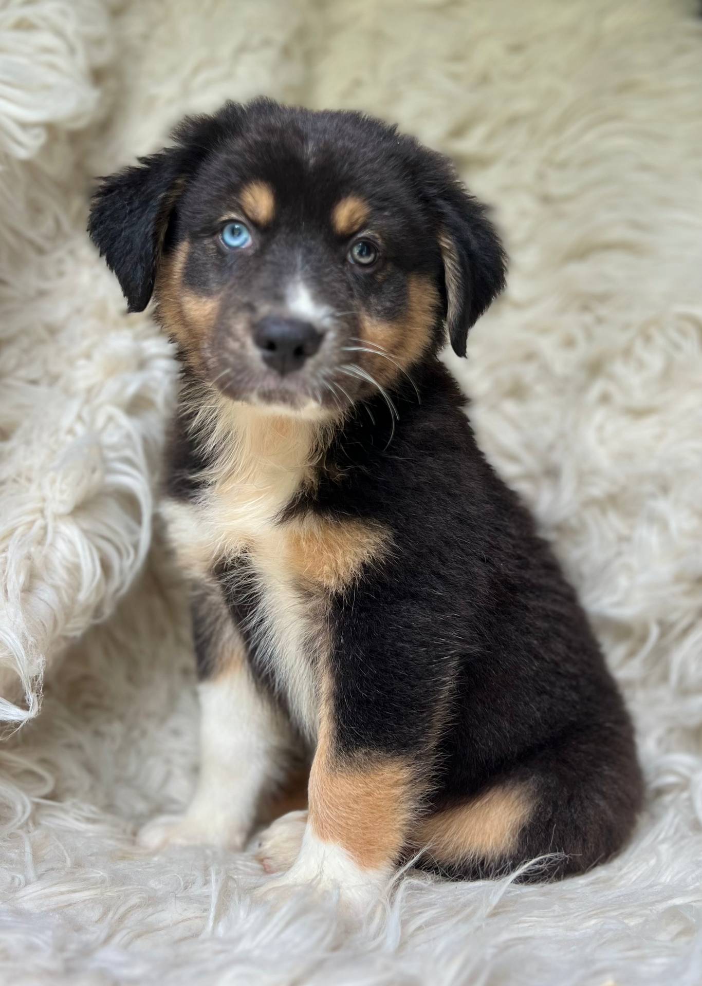 Mango Lemonade, a male Australian Shepherd for sale in Wayne, WV – Photo 10 of 10