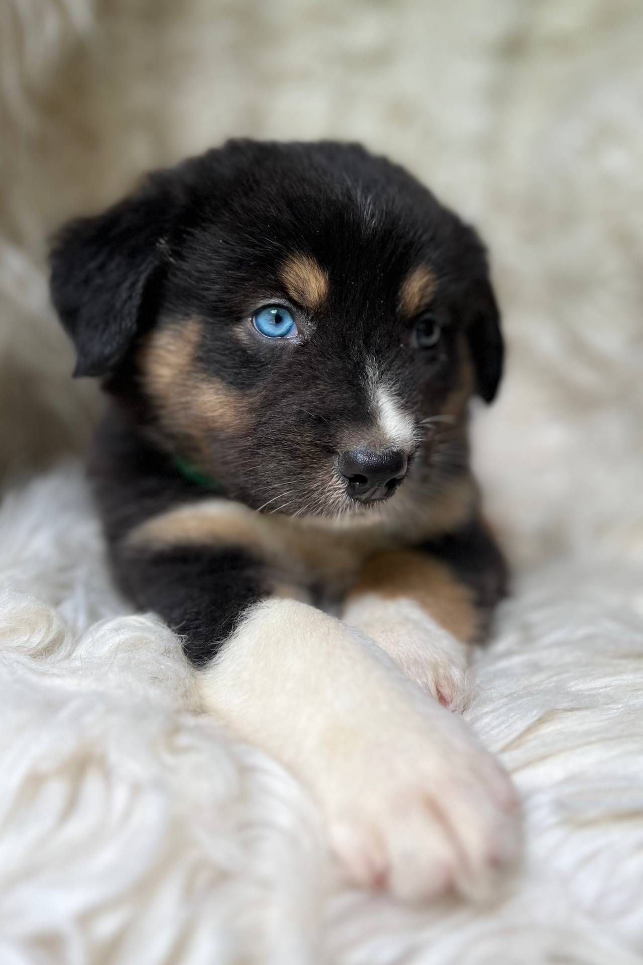 Mango Lemonade, a male Australian Shepherd for sale in Wayne, WV – Photo 3 of 10