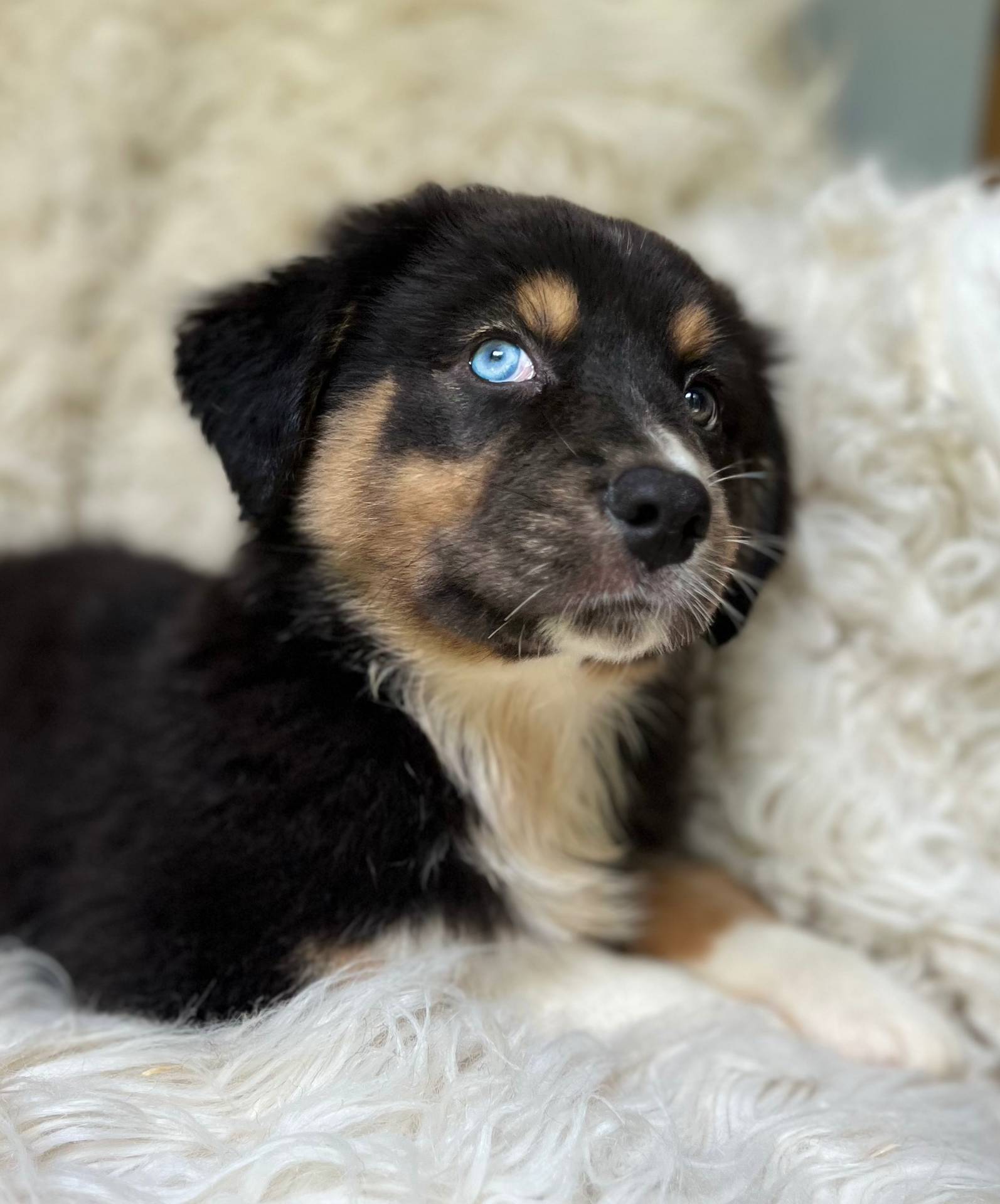 Mango Lemonade, a male Australian Shepherd for sale in Wayne, WV – Photo 9 of 10