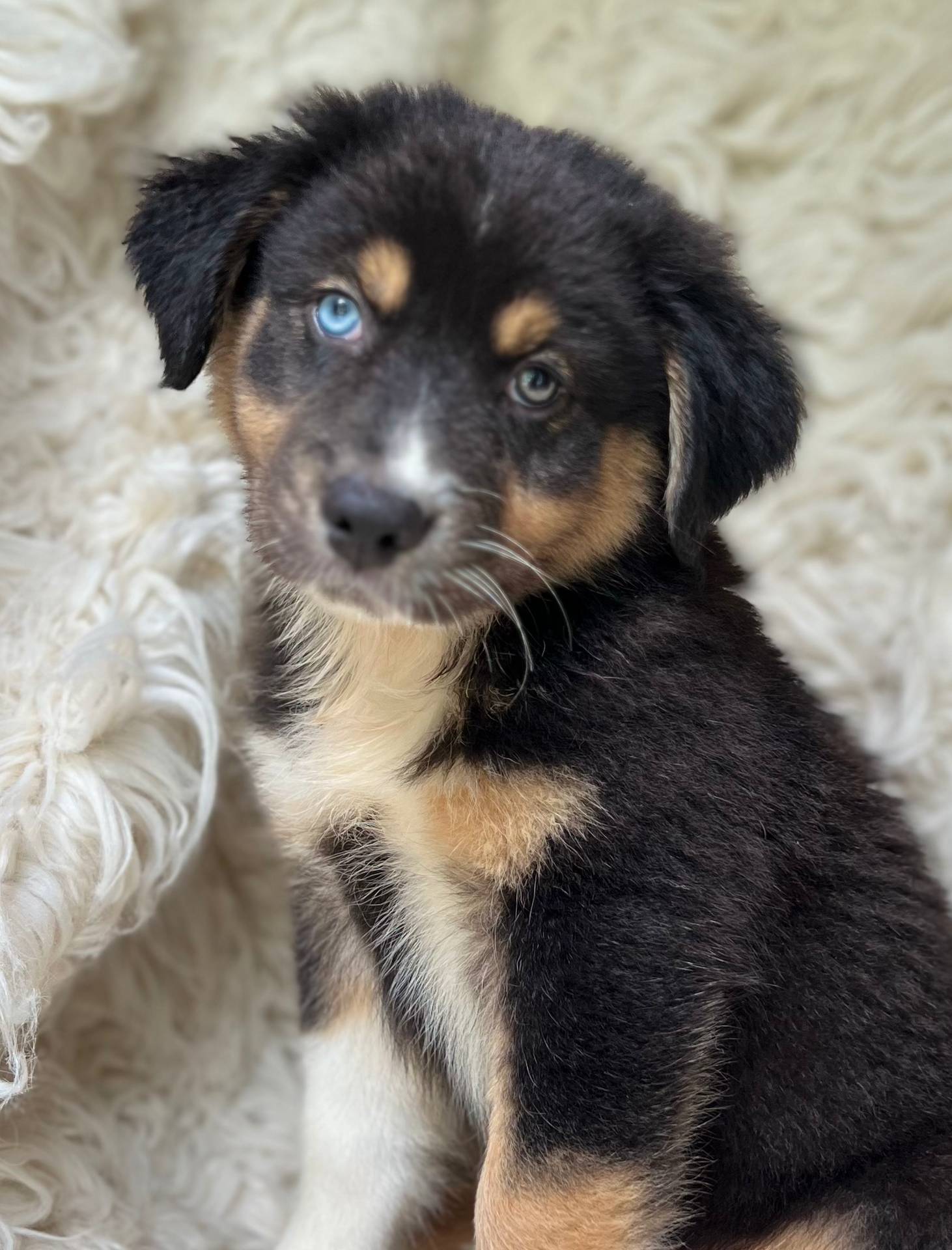 Mango Lemonade, a male Australian Shepherd for sale in Wayne, WV – Photo 2 of 10