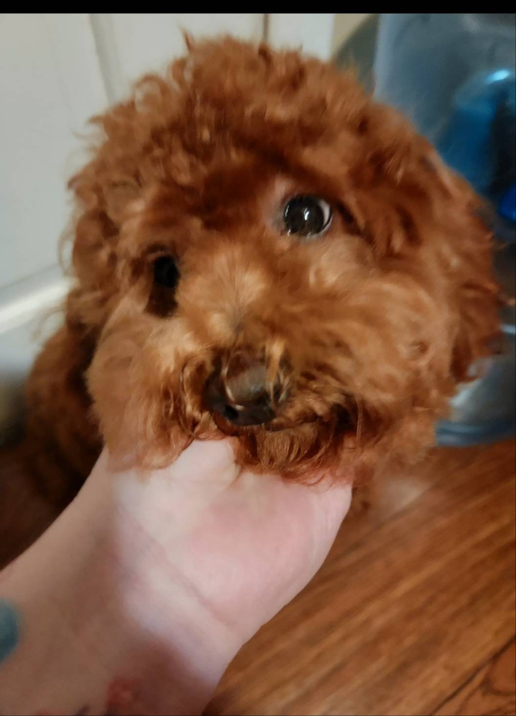 Lil girl, a female Poodle - Toy  and Poodle - Miniature  for sale in Watsonville, CA – Photo 4 of 8