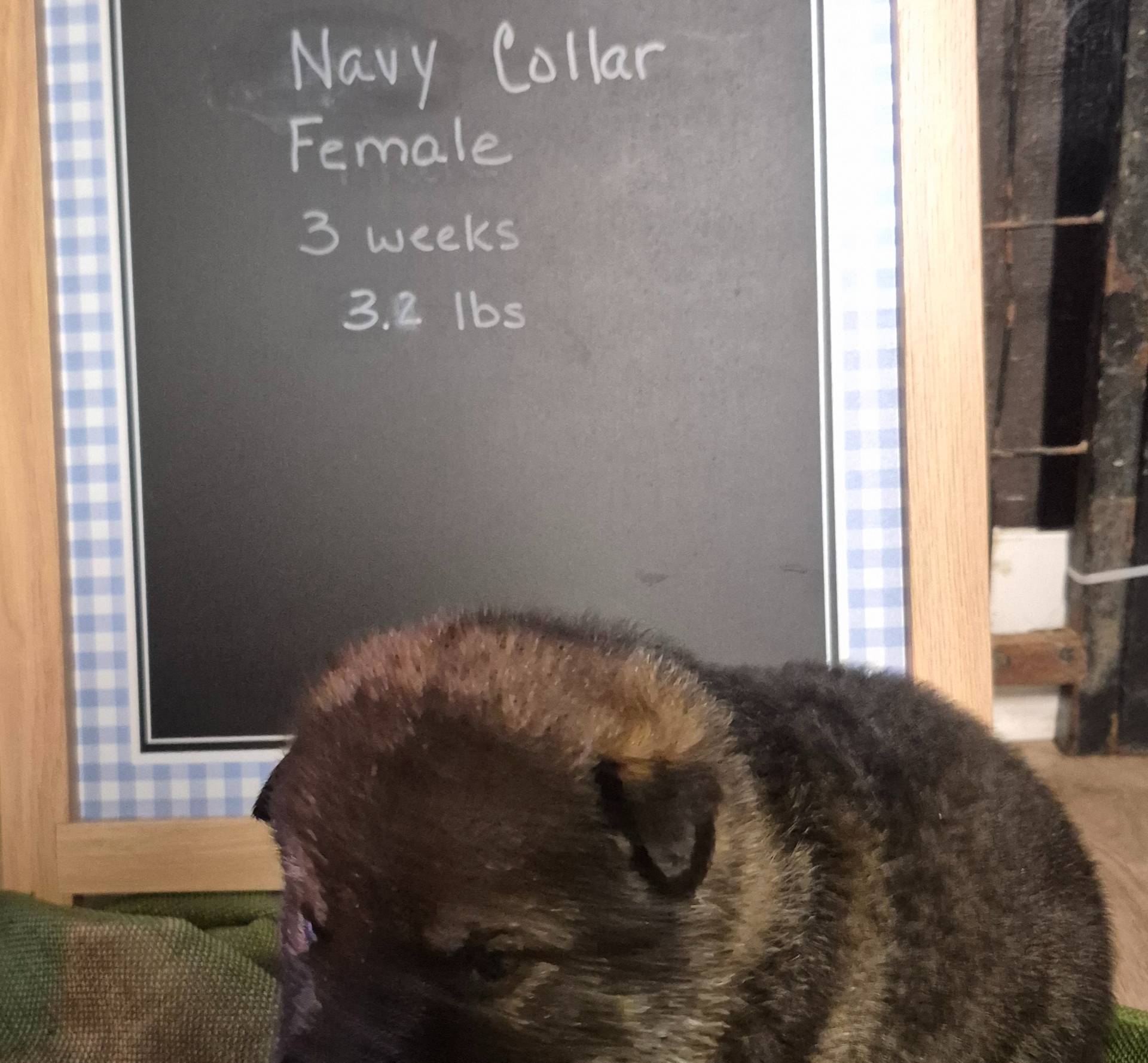 Nimue - Navy collar, a female German Shepherd Dog for sale in Murray, KY – Photo 3 of 3