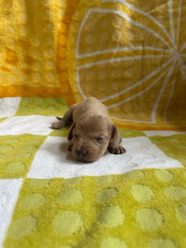 Izzy-Isabella and tan dapple