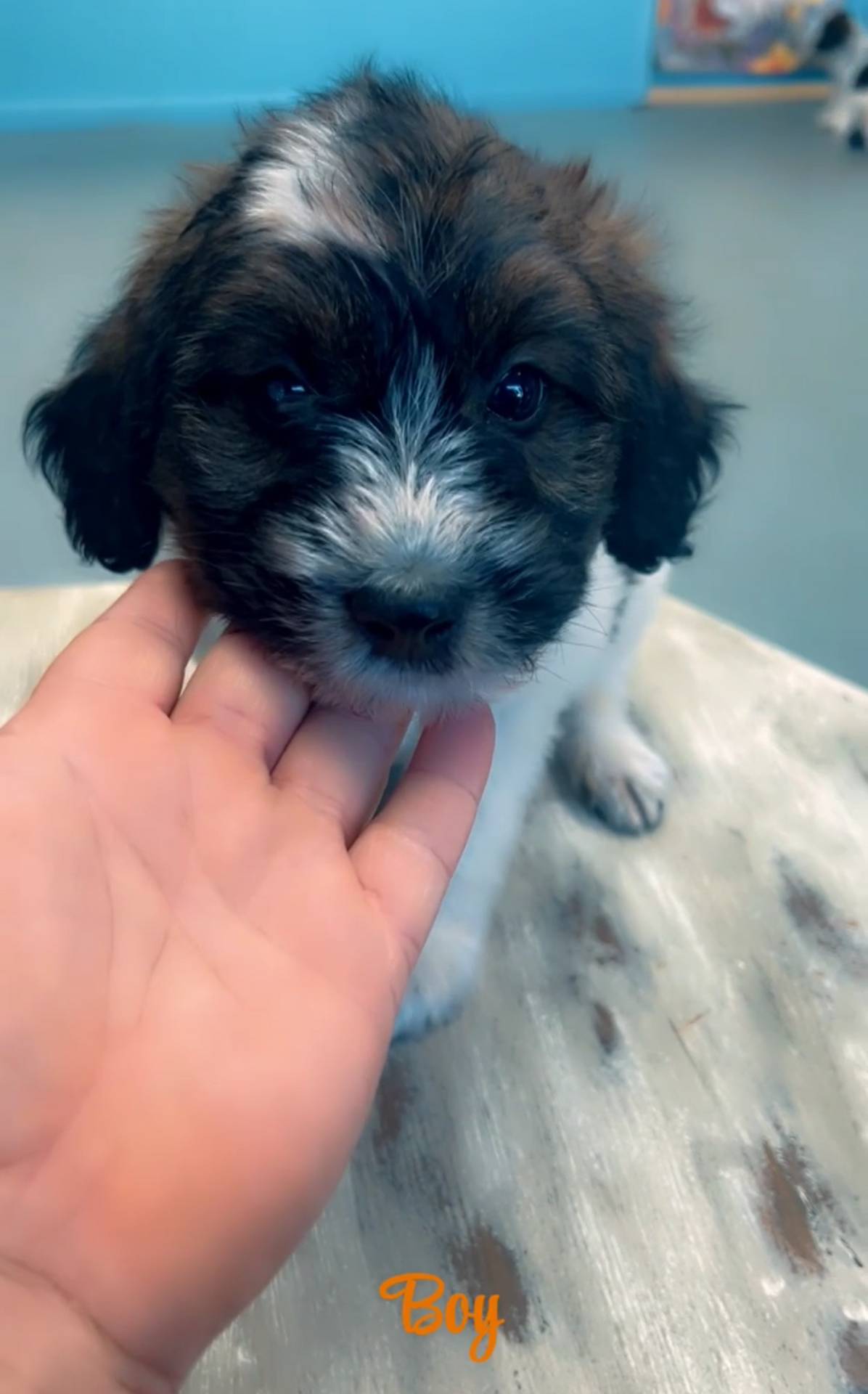 Lil Orange Boy, a male Poodle - Miniature  and Double Doodle for sale in Mount Airy, NC – Photo 4 of 7