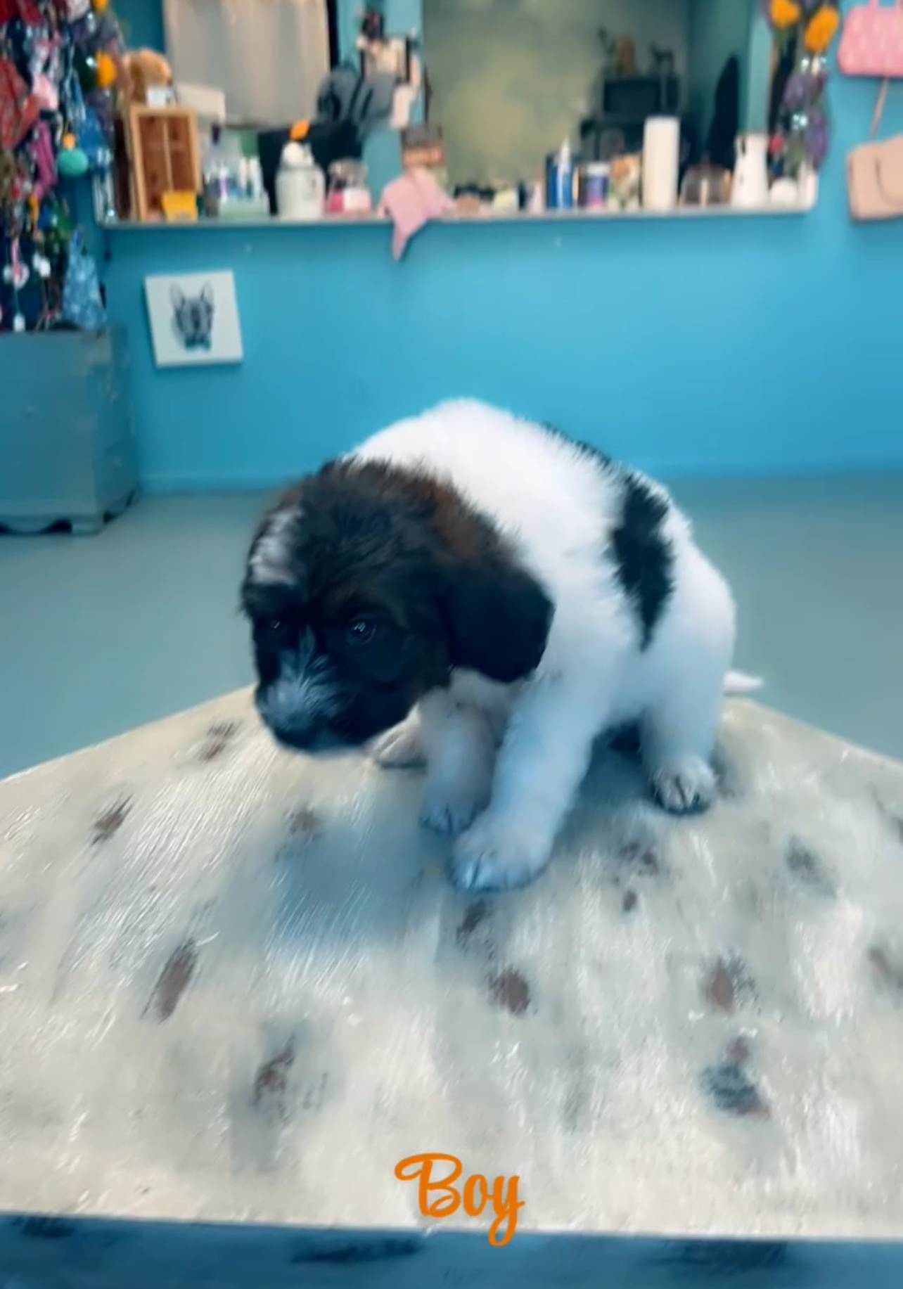 Lil Orange Boy, a male Poodle - Miniature  and Double Doodle for sale in Mount Airy, NC – Photo 5 of 7