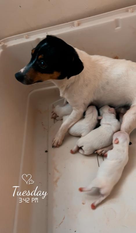 Piper x Ghostie little boy 3