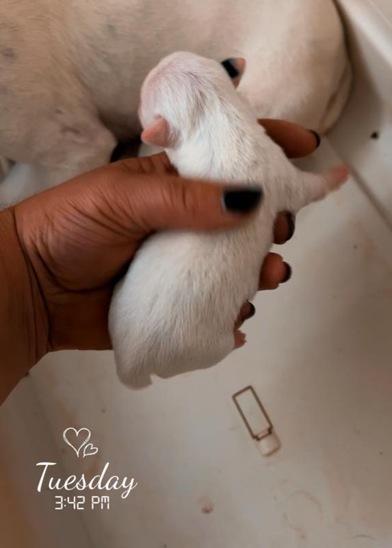 Piper's only girl - runt