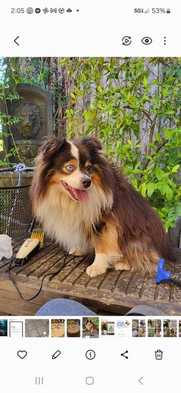 Rio – Toy Australian Shepherd puppy on hold in Mountain Grove, MO