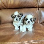 AKC MALE, a male Shih Tzu for sale in Cumming, GA – Photo 1 of 4